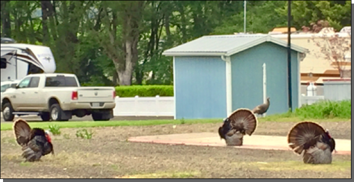 Turkeys strutting about at Timber Valley Co-Op RV Park