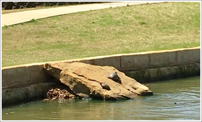 Turtles  out of the water sunning themselves.